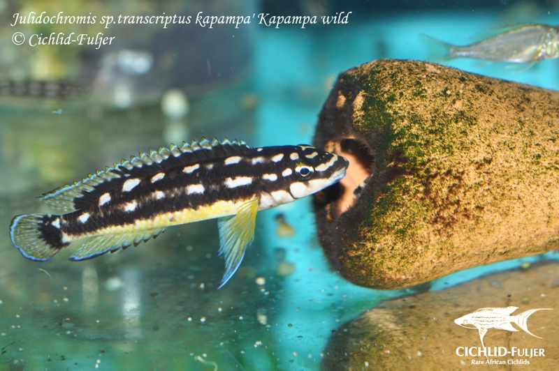 Julidochromis sp. 'ornatus kapampa' Kapampa
